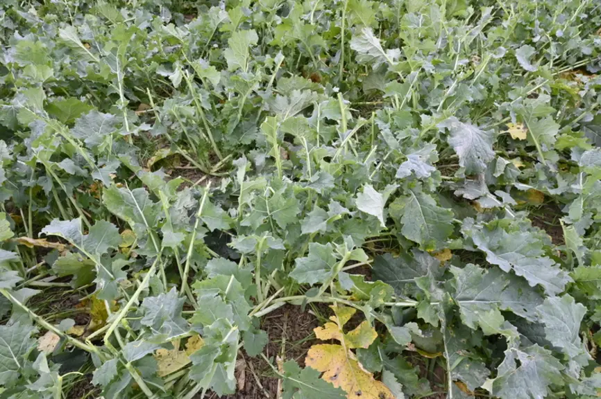 <em class="placeholder">Colza pâturé dans de bonnes conditions</em>