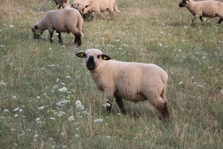 Agneau engraissé à l'herbe