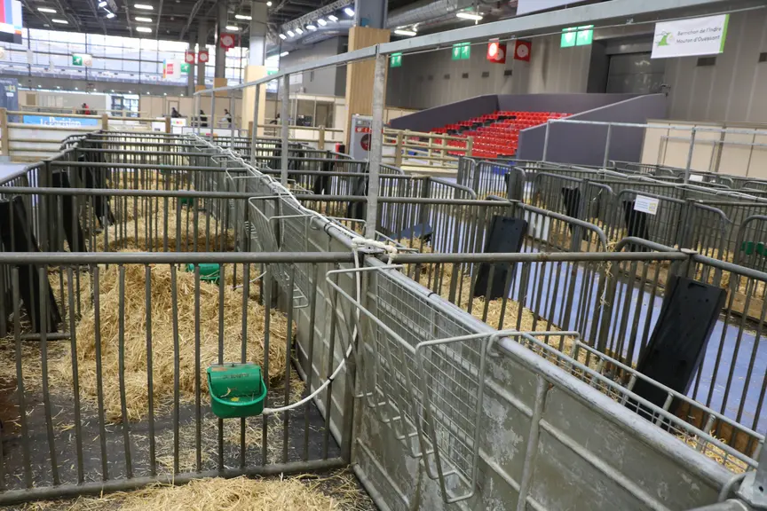 Cases ovines au Salon de l'Agriculture, la veille de l'ouverture.