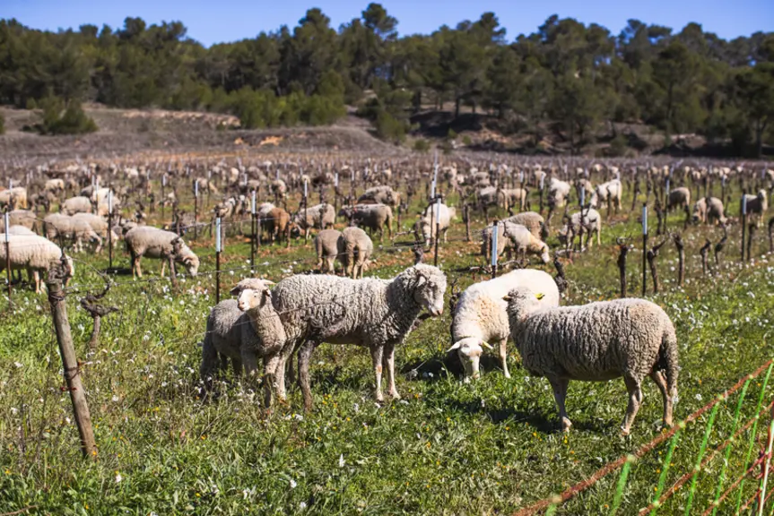 Ovins pâturant dans les vignes