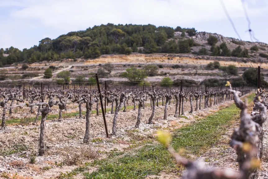 <em class="placeholder">Vignes</em>