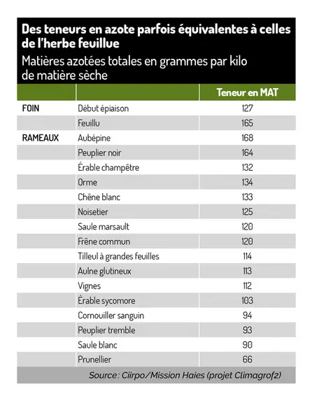 Graphique : Des teneurs en azote parfois équivalentes à celles de l’herbe feuillue©CIIRPO/ Mission Haies (projet Climagrof2)</