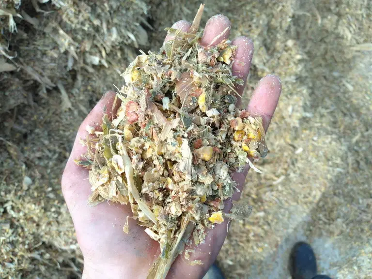 Ensilage de maïs épi