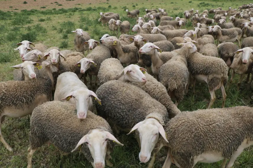 <em class="placeholder">Brebis lacaunes au pâturage</em>