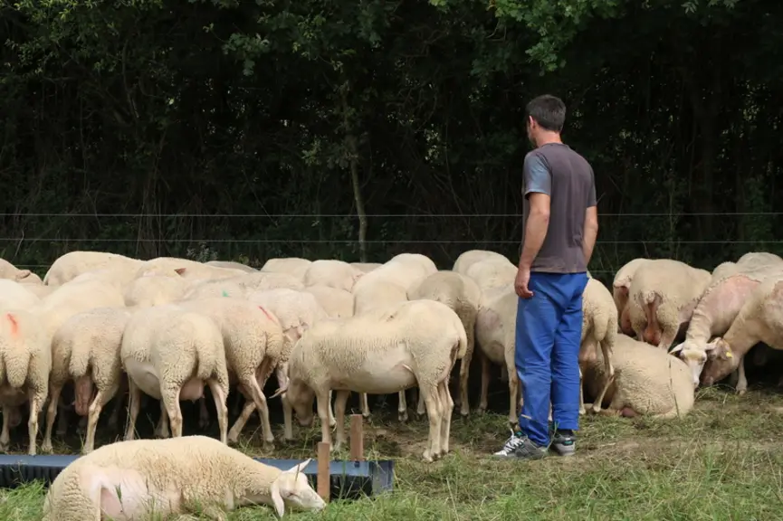 <em class="placeholder">Eleveur de brebis laitières en Bretagne</em>