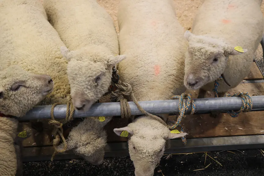 Mouton Southdown