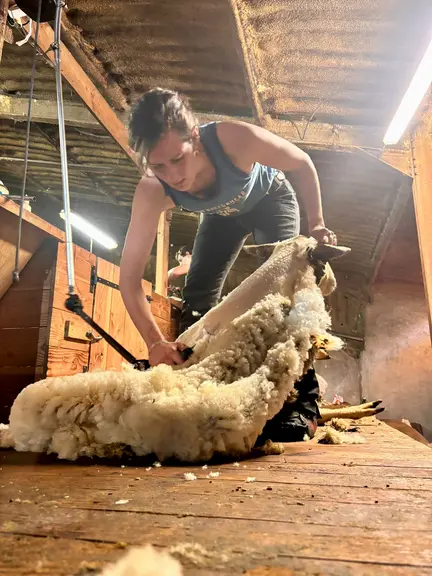 Une jeune femme tond un mouton