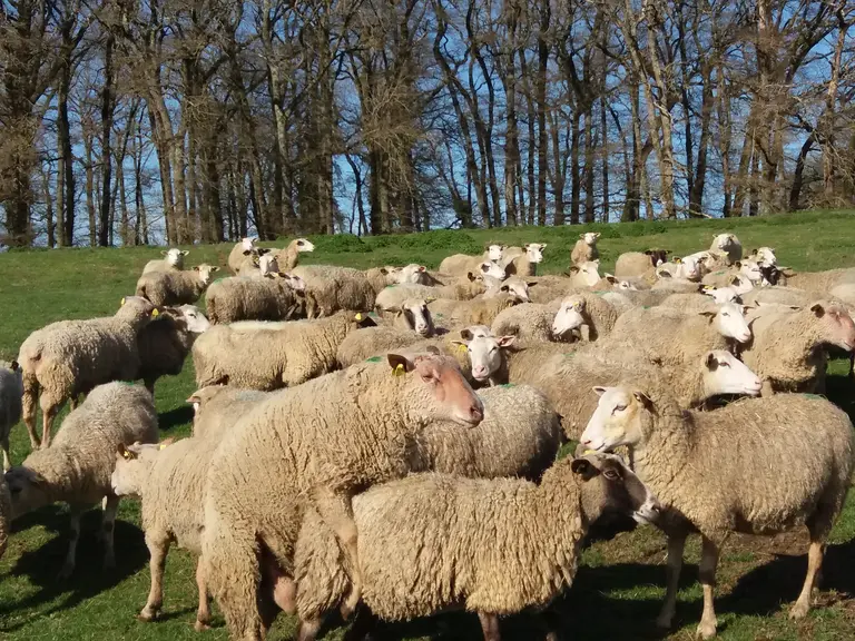 Brebis en lutte 