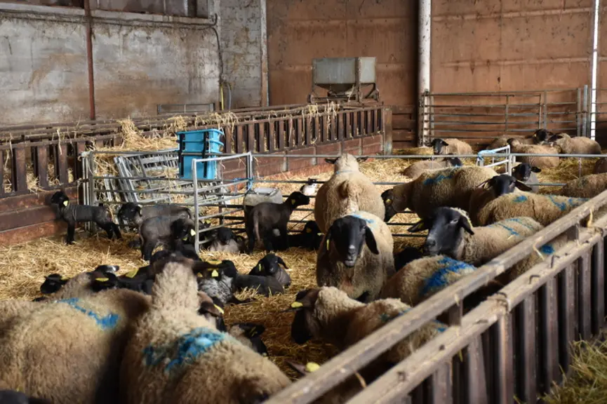 Des brebis Suffolk dans une bergerie
