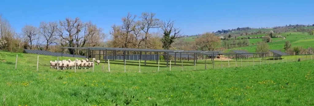 Des ovins pâturent sous des panneaux solaires.