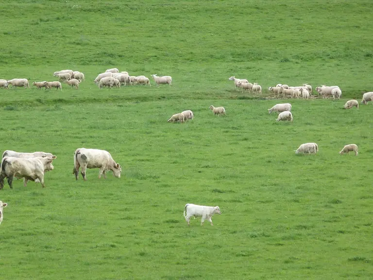 Des bovins et des ovins pâturent simultanément la même parcelle.