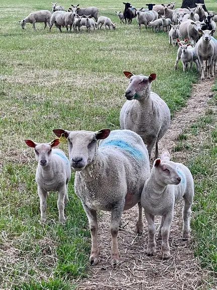 <em class="placeholder">Des brebis pâturent.</em>