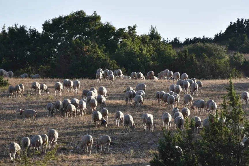<em class="placeholder">Brebis dans les parcours dans l'Hérault</em>