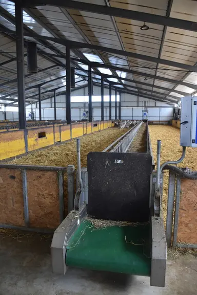 Tapis d'alimentation dans une bergerie.