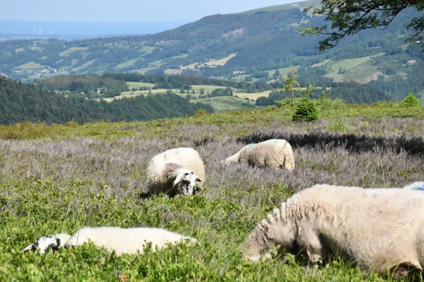 <em class="placeholder">Brebis pâturant des myrtilliers</em>