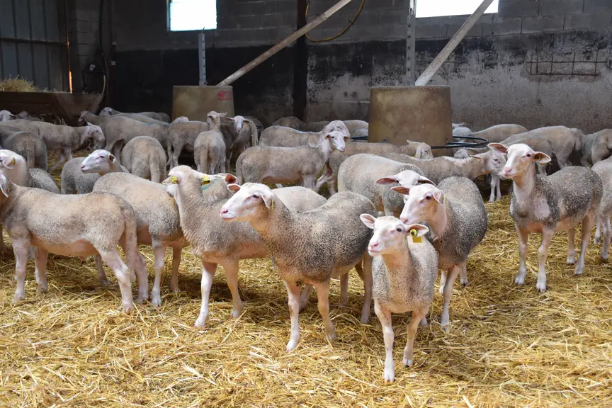 Agneaux lacaune en bergerie