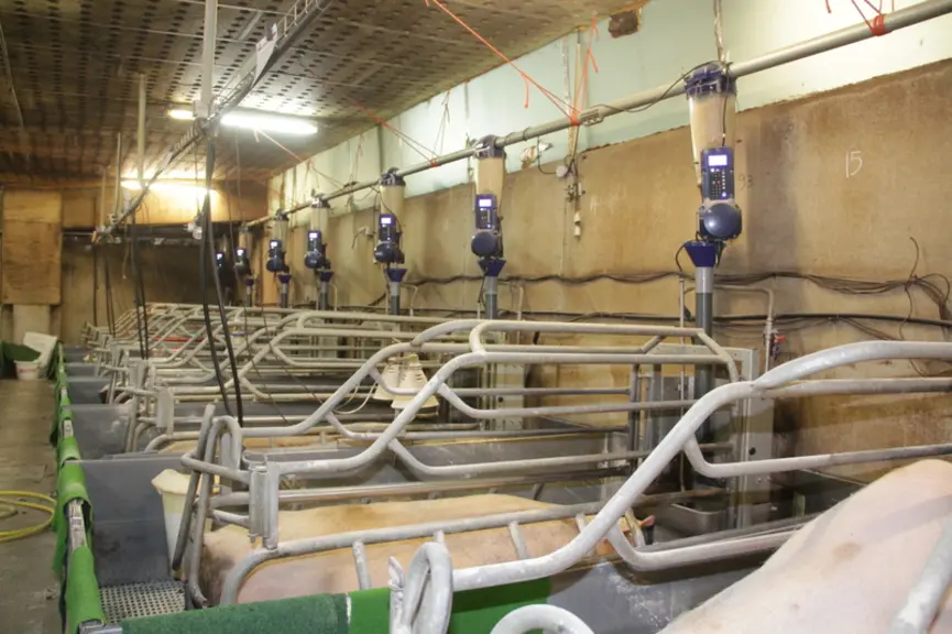 Les boîtiers de commande des alimentateurs sont équipés de voyants qui permettent de repérer instantanément les truies qui n’ont pas mangé leur ration