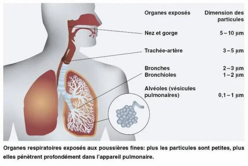 Plus les particules sont fines plus elles pénètrent profondément dans l’appareil respiratoire. © Chambres d'agriculture de Bretagne