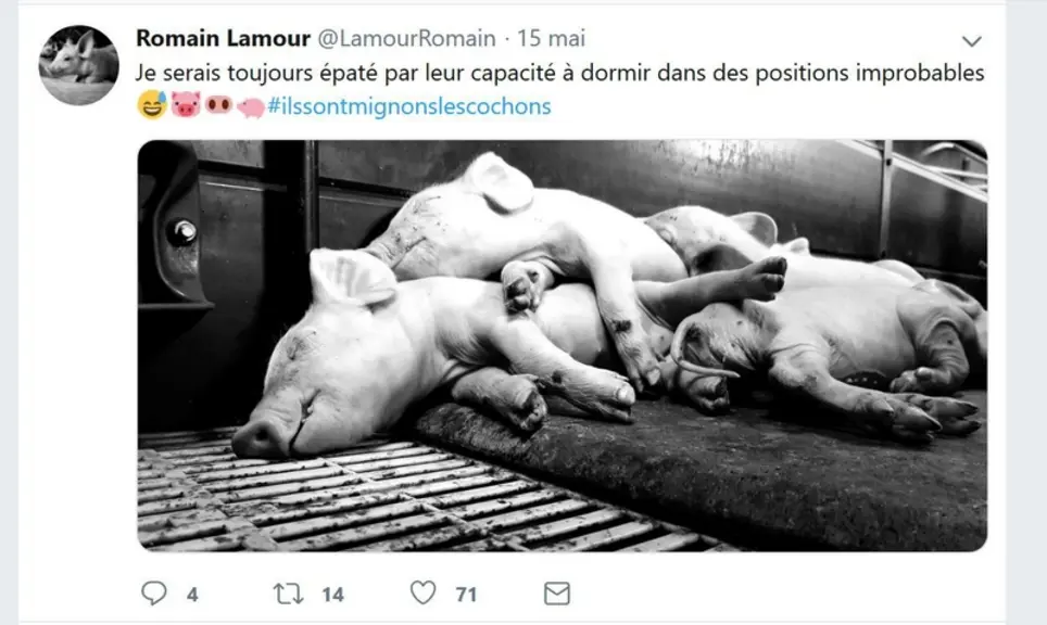 Les photos sont associées à un commentaire souvent humoristique.