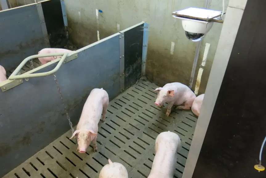 La caméra qui enregistre les déplacements des animaux est protégée par un globe. © Ifip