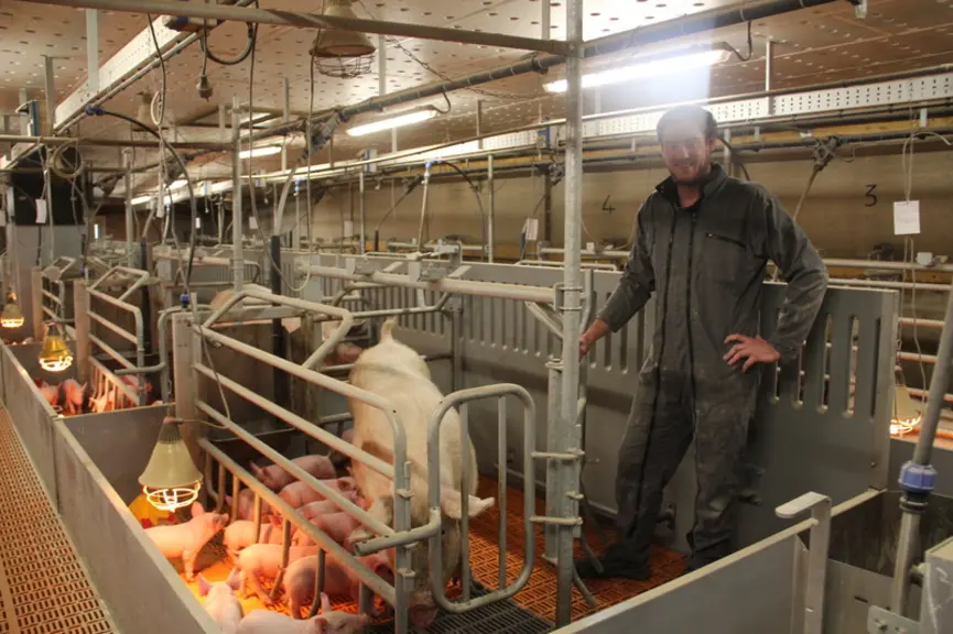 L'accès à la truie est facile et sécurisé grâce aux deux portillons.  © A. Puybasset