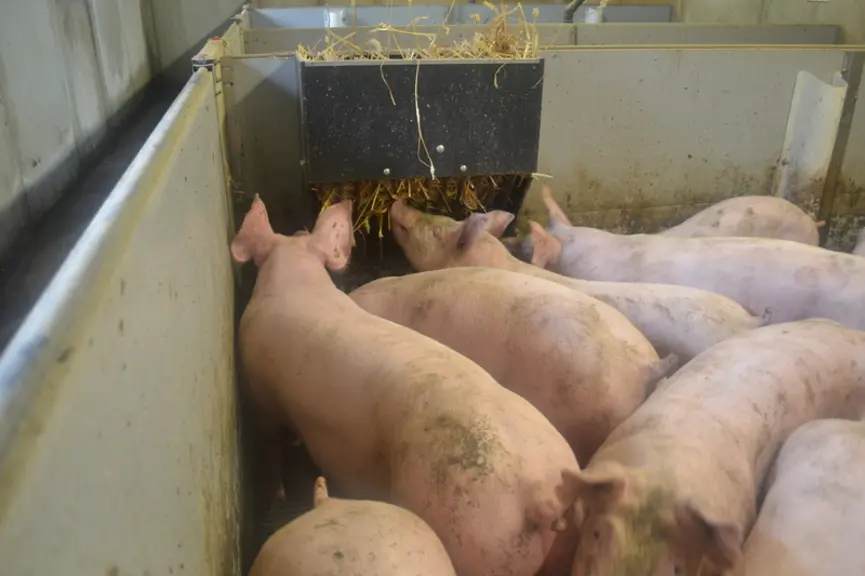 La paille en râtelier présente un intérêt comportemental pour le porc. Mais des questions sur le remplissage et sa compatibilité avec les caillebotis