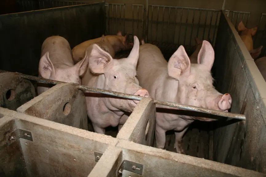 Le poids des truies à la réforme a augmenté de 11 kilos en dix ans, ce qui correspond à 70 grammes de plus  par jour d'aliment gestante. © D. Poilvet