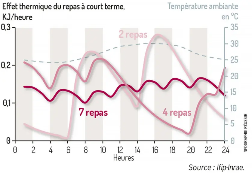 Evolution de la production de chaleur après chaque repas pour une même consommationDes repas fractionnés induisent un effet thermique moins prononcétrait noir:2 repastrait ocre: 4 repastrait marron: 7 repas   © Ifip-Inrae