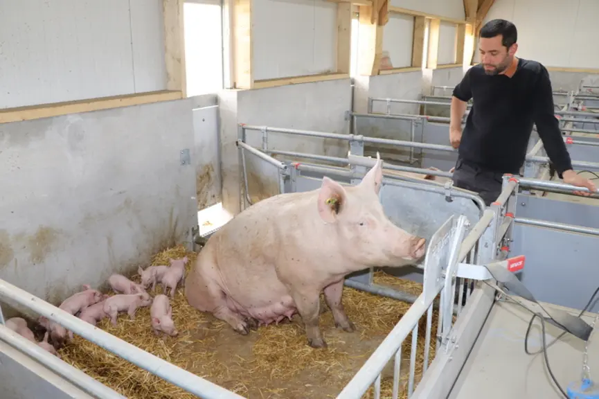 En maternité, les truies sont toujours en liberté, y compris au moment de la mise bas. Elles disposent également d’un accès à une courette extérieure.