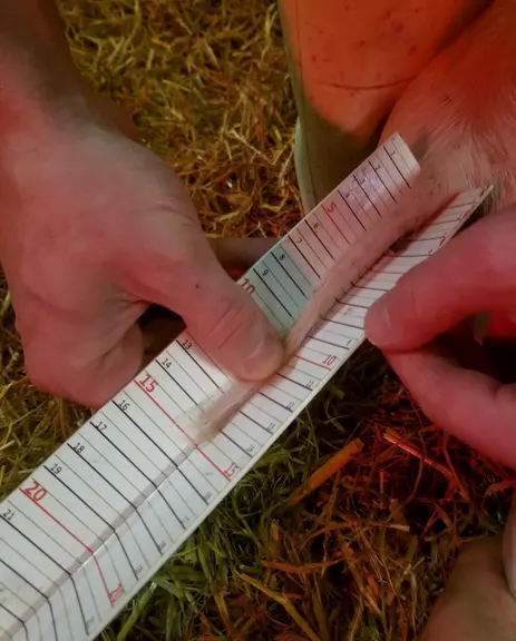 La longueur et l’état des queues ont été mesurés trois fois au cours de la période d’élevage. © Chambre d'agriculture de ...