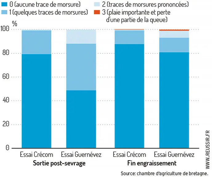 État des queues des porcs en sortie de post-sevrage et en fin d’engraissement © Chambre d'agriculture de ...