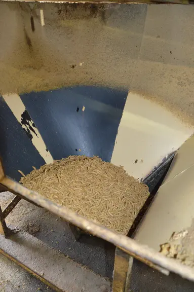 Les bouchons de tourteau de soja expeller contiennent entre 5 et 7 % de matière grasse. © Ifip