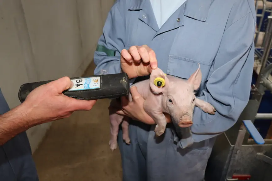 Une boucle RFID identifie tous les porcelets dès la naissance. © D. Poilvet