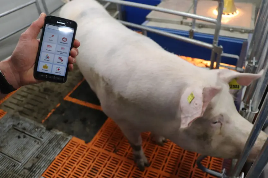 L'application Pig'up facilite le suivi du troupeau et simplifie l'analyse des données au quotidien. © D. Poilvet