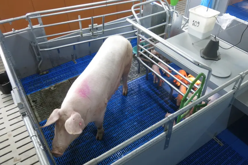Les barrières de la cage ont été étudiées pour offrir une zone de circulation de forme rectangulaire à la truie après ouverture. © Ifip