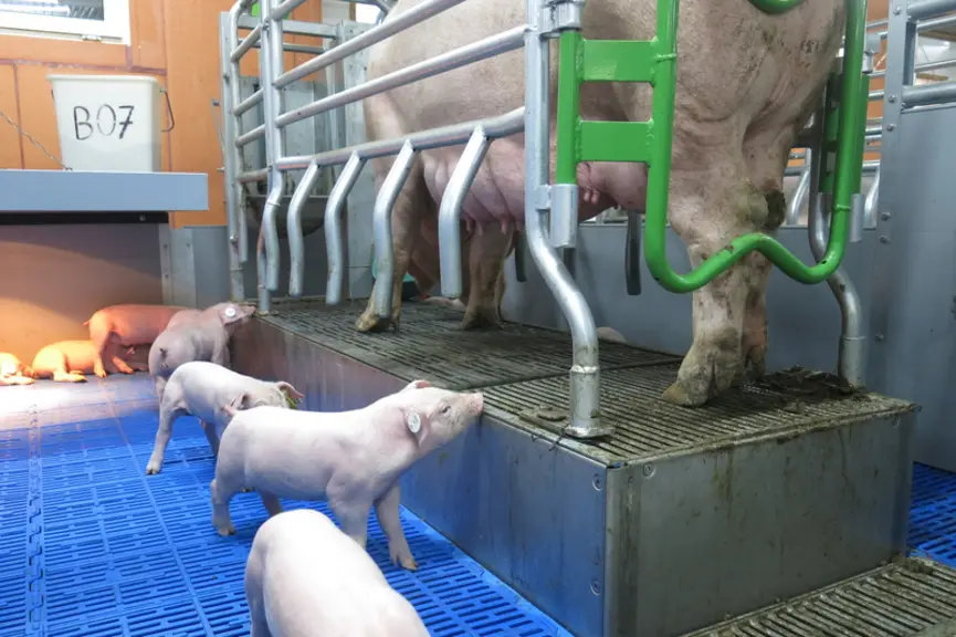 Avec le système ascenseur, il sera possible de comparer les performances des animaux dans quatre configurations différentes. © Ifip