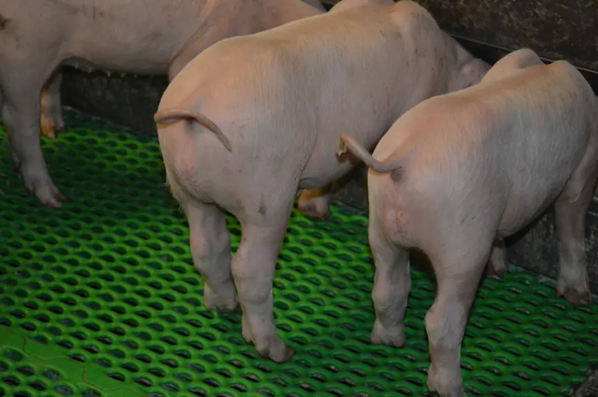 Les essais sur des porcelets avec queue entière confirment l'apparition précoce du phénomène de morsures.  © M. Ory