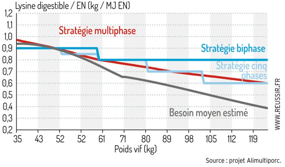 Trois stratégies alimentaires pour couvrir les besoins des porcs charcutiersLes besoins en lysine digestible par mégajoule d'énergie nette des porcs en engraissement sont estimés à l'aide du logiciel Inraporc. Ils diminuent au fur et à mesure que leur poids augmente. Pour couvrir ce besoin, trois stratégies alimentaires sont comparées : biphase, cinq phases et multiphase  © Projet Alimultiporc