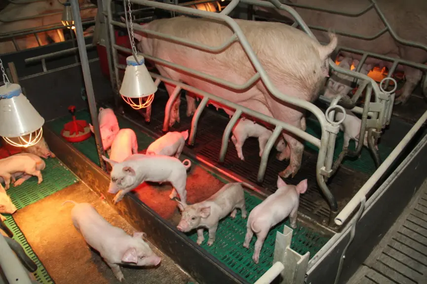 La sociabilisation précoce des porcelets en maternité a pour but de réduire le stress lors du sevrage. © A. Puybasset