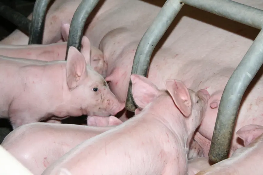 Les éleveurs qui obtiennent les portées les plus lourdes au sevrage sont aussi ceux qui font le moins appel aux portées adoptives ou au sevrage précoc