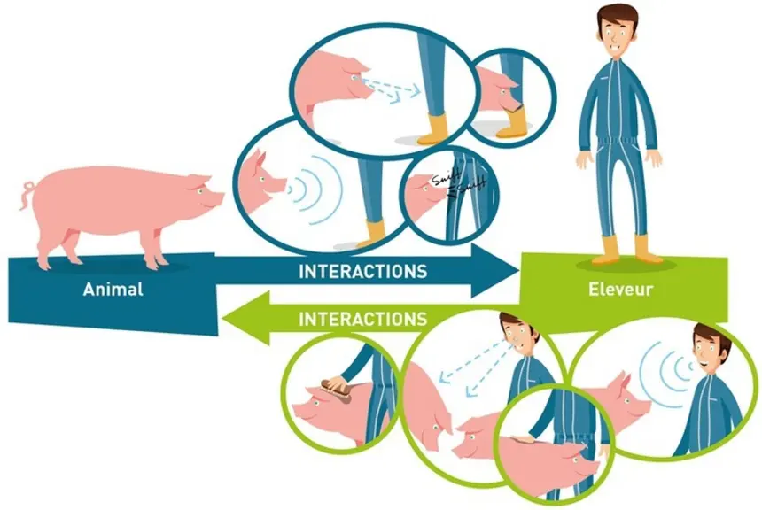 La relation entre l'éleveur et ses animaux se construit au quotidien au travers d’interactions qui impliquent de manière active l'humain et l'animal.