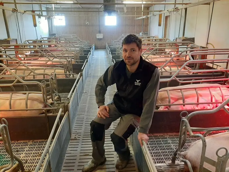 Mathieu Schneider passe le plus clair de son temps avec son troupeau de truies. © C. Reibel