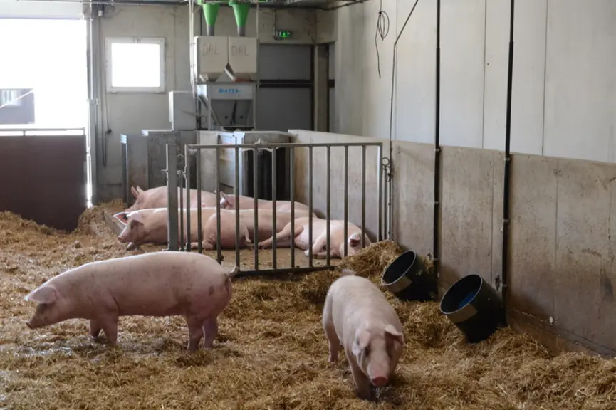 Une bande sur trois est alimentée au DAC, sur paille ou sur caillebotis. Dans ce cas, la conduite sans verrterie nécessite un local annexe pour faire