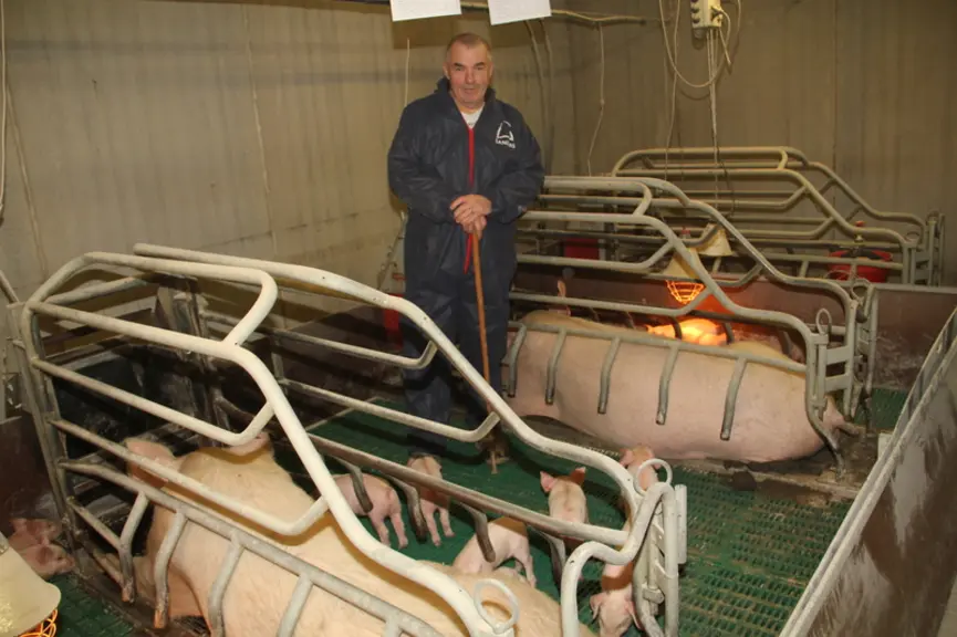 Michel Cavalec retire vers 4 jours d’âge la cloison mitoyenne entre deux cases de truies de même gabarit. Démarrée depuis 15 ans sur les grandes porté