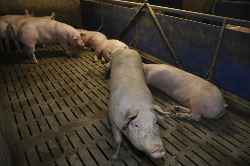 Le bâtiment porcin dispose de deux post-sevrage et de six salles d’engraissement. Les porcelets sont transférés à 25 kilos.  © B. Griffoul