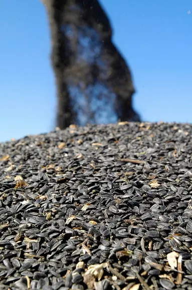 La part du tourteaux de tournesol passe de 5% dans l'aliment nourrain à 7,2% dans l'aliment de finition.  © JEAN NANTEUIL
