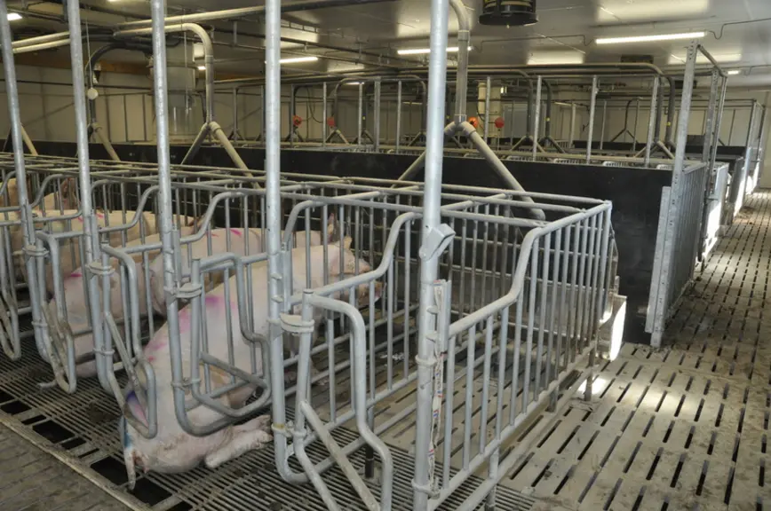 Le tubulaire de la nouvelle salle gestantes a été acheté d’occasion à un voisin qui cessait l’activité. © B. Griffoul