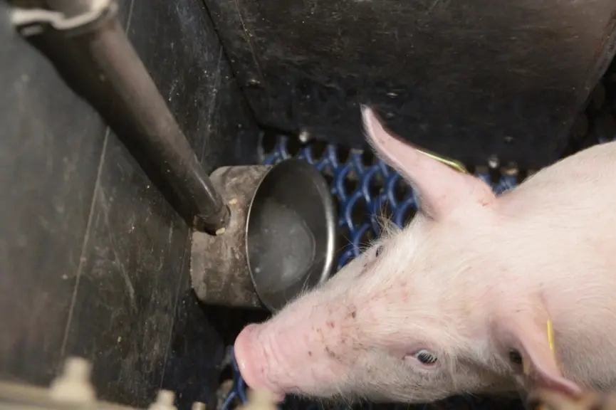 Les données partagées au sein du réseau GEEP par plus de 500 éleveurs révèlent de grandes variations entre élevages sur les consommations d’eau. © D.
