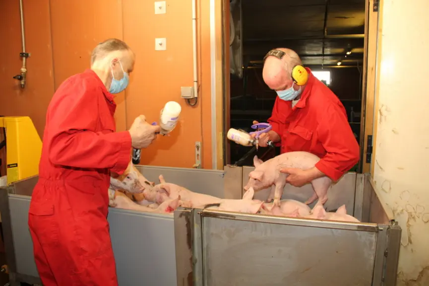 La hauteur de la caisse est ajustée en fonction de la taille des vaccinateurs. Les porcelets sont vaccinés puis identifiés à l’aide d’un marqueur. © A