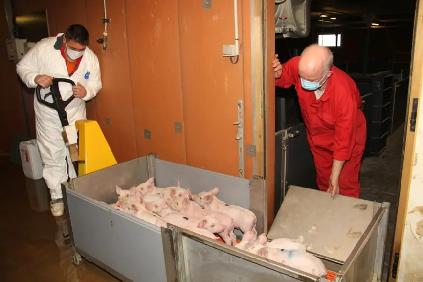 Après vaccination, la caisse est reposée au sol. Les porcelets retournent dans leur case. © A. Puybasset